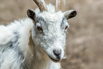 Goat with white and gray fur and horns closeup