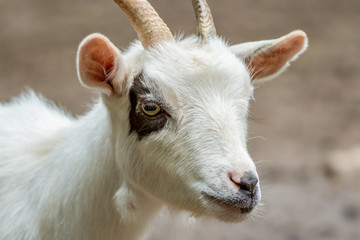 Obraz premium Young white goat with eye spot and horns closeup