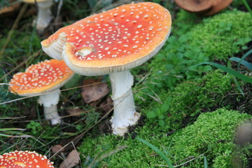 fly agaric mushroom