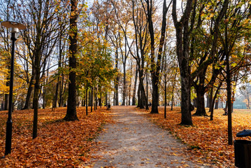 Naklejka premium Park Konstytucji 3 Maja w Białymstoku, Jesień w parku Zwierzynieckim, Białystok, Podlasie