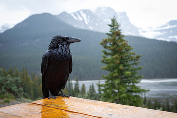 Corvus brachyrhynchos in Jasper, Canada