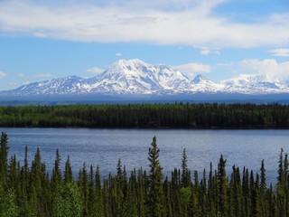 Alaska forest