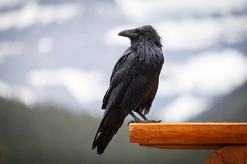 Corvus brachyrhynchos in Jasper, Canada