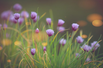 Lavande paysage matin nature