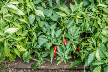 Paprika selbst anbauen