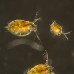 Daphnia water fleas from the pond