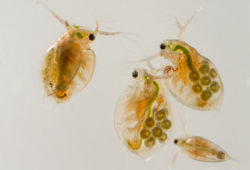 Daphnia water fleas from the pond