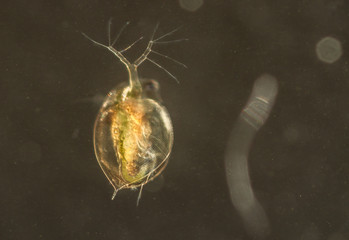 Daphnia water fleas from the pond