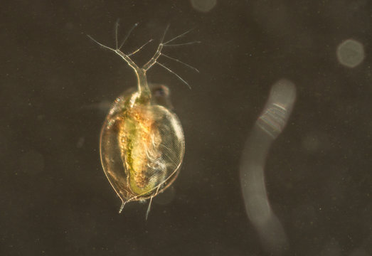 Daphnia Water Fleas From The Pond