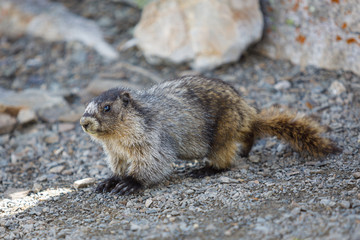 Naklejka na ściany i meble Hoary marmot in Alberta Canada
