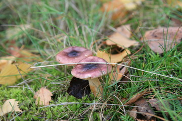 mushroom in grass