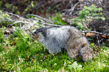 Hoary marmot in Alberta Canada