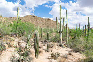 Fototapeta na wymiar Massive Cacti and Rugged Desert Landscape in Saguaro National Park - Sonoran Desert, Arizona, USA