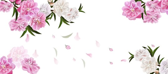 Branch of cheery blossom with flowers and leaves on white background.