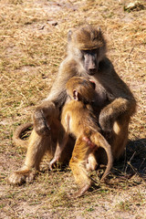 Chacma or Cape Baboon, mother with young baby, affecttion, caring