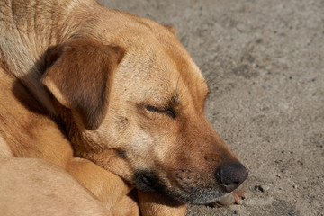 Obraz premium Portrait of a beautiful dog sleeping in the street