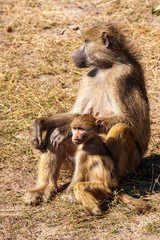 Chacma or Cape Baboon, mother with young baby, affecttion, caring