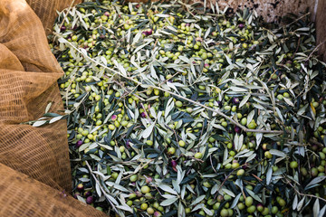 Green olives harvest in Puglia