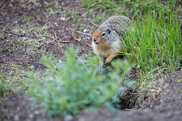 Hoary marmot in Alberta Canada