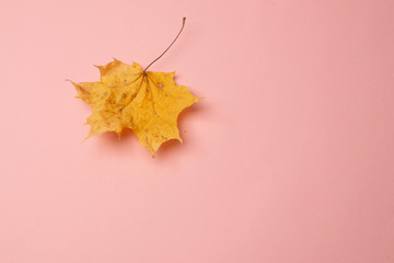 autumn leaves on white background