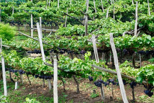 Weinbau im S&uuml;dtirol