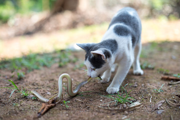  Cats hunt for snakes.