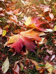  Autumn leaves