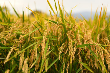 収穫間近の稲穂