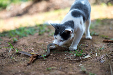  Cats hunt for snakes.