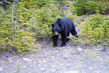 Naklejka premium Will Ursus Americanus en Banff, Canada