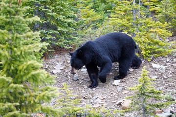 Will Ursus Americanus en Banff, Canada