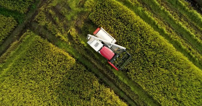 Above golden paddy field during harvest season. Beautiful field sown with agricultural crops and photographed from above. top view agricultural landscape areas the green and yellow rice fields.