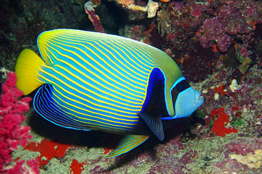 Kaiserfisch