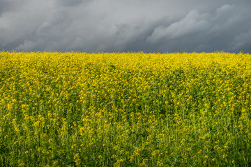 Rapsfeld und grauer Himmel