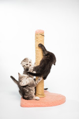 kitten on white background