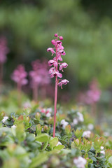 ベニバナイチヤクソウ