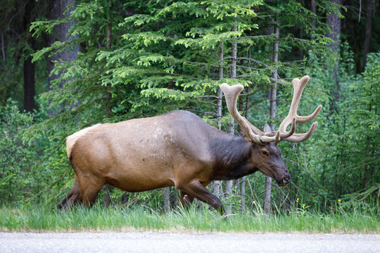 Uapiti Bilder Durchsuchen 43 Archivfotos, und Videos