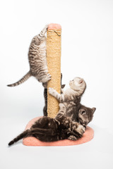 Obraz premium kitten on white background