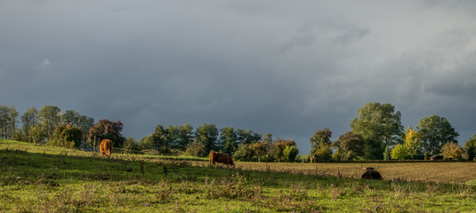 Angus Rinder auf der Weide
