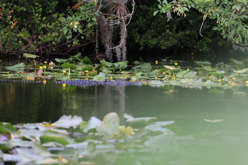 Alligator Miami Floride Everglade USA