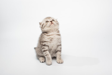 Obraz na płótnie Canvas kitten on white background