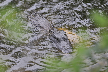 Alligator sauvage Miami Floride Everglade USA