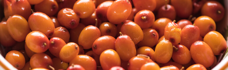 panoramic shot of ripe fresh sea buckthorn