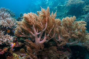 Coral reef South Pacific