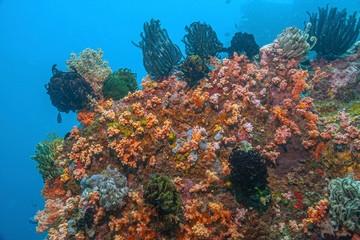 Coral reef South Pacific
