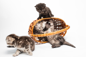 kitten on white background