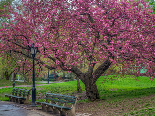 Central Park in spring