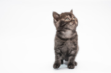 kitten on white background