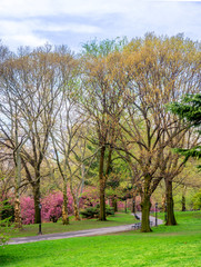 Central Park in spring