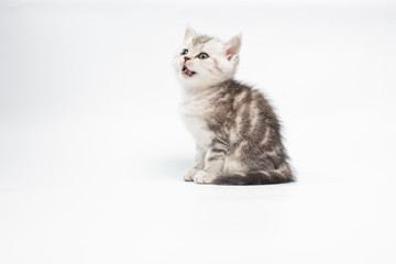 kitten on white background